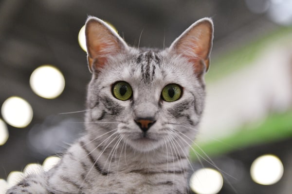 Egyptian Mau staring.