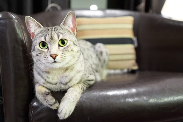 Egyptian Mau Cat laying.