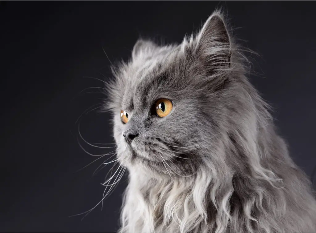 Grey persian cat