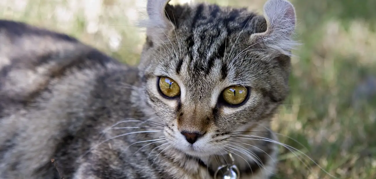 Highlander Kitten