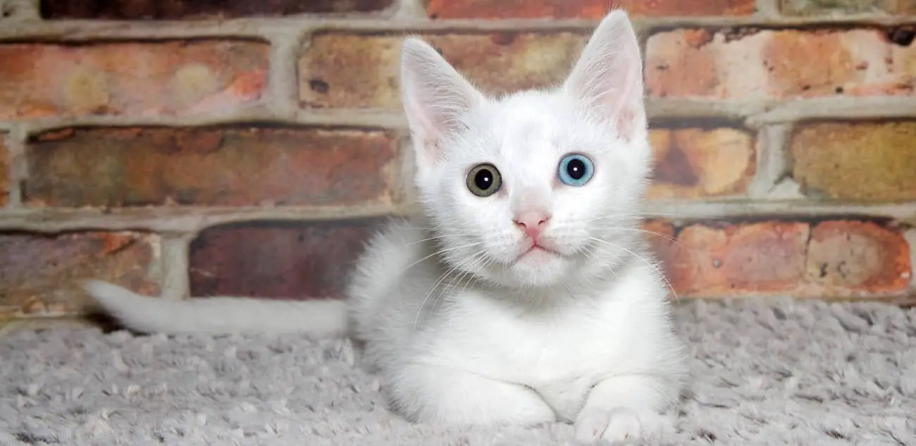 white khao manee kitten