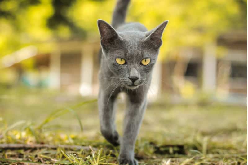 Korat Cat