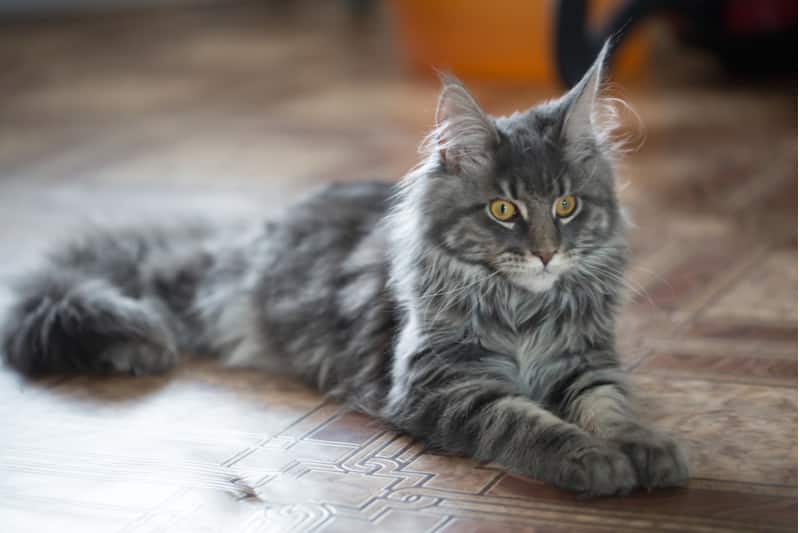 Maine coon cat