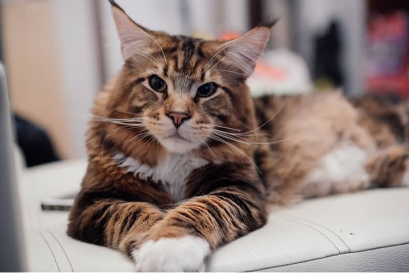 Maine coon cat