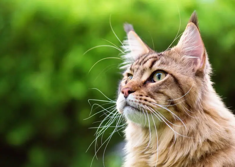 Maine coon cat