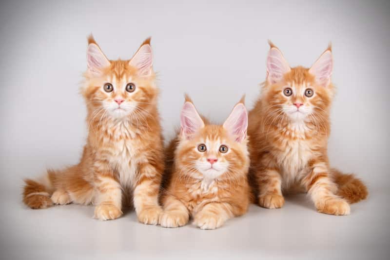 Maine coon kittens