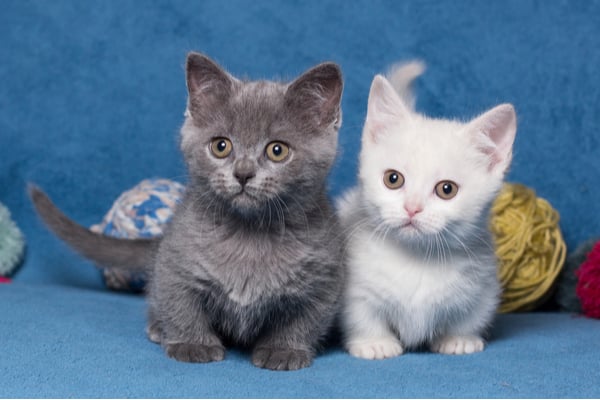 Munchkin cats