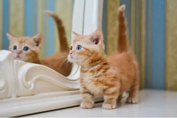 Munchkin orange kitten