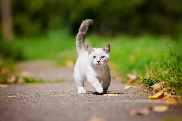 Munchkin cat