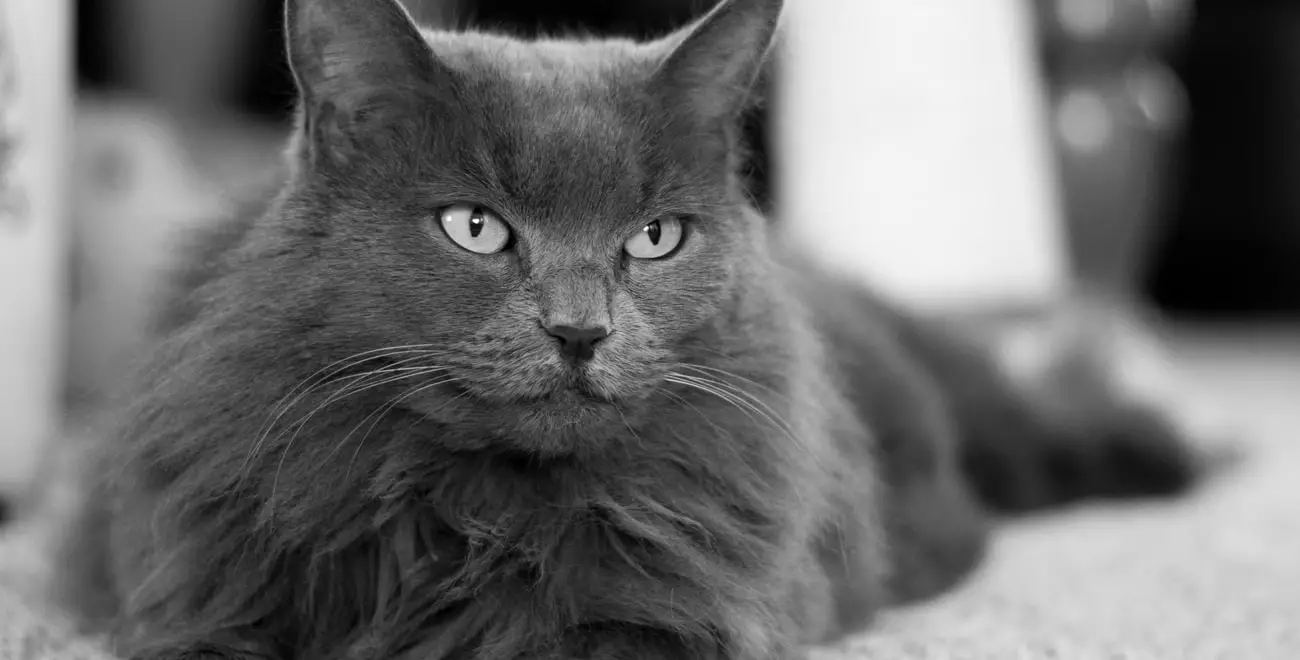 nebelung cat laying