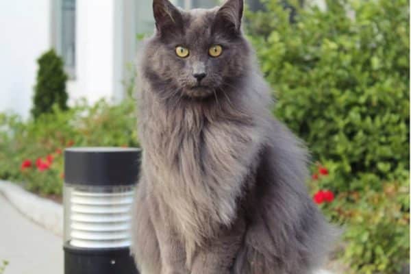 nebelung grey cat