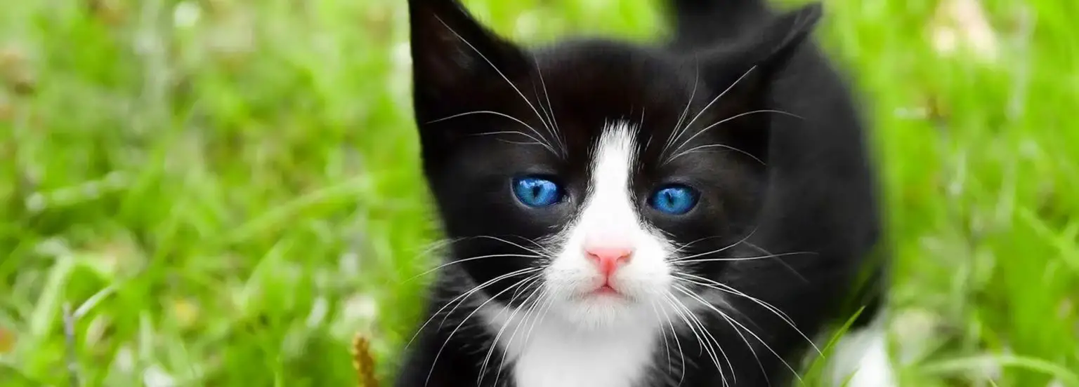 ojos azules kitten