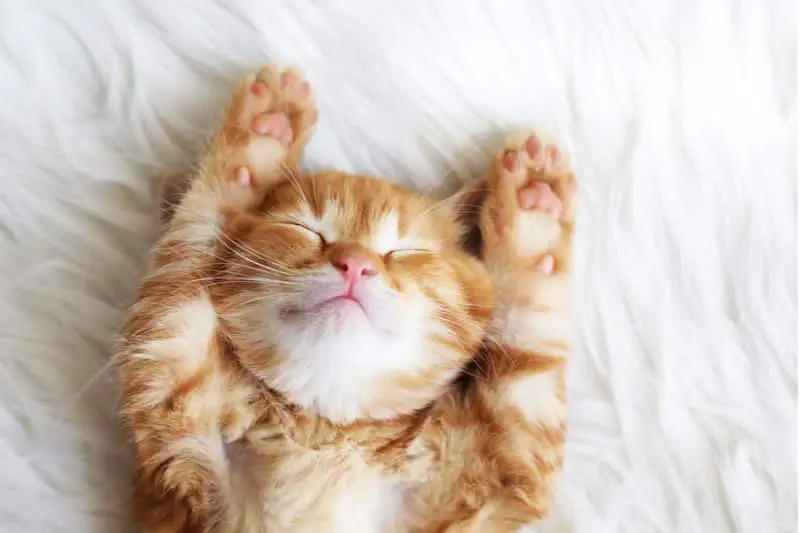 Orange cat laying