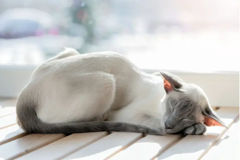 oriental cat laying