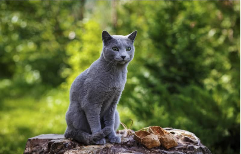 Russian blue cat