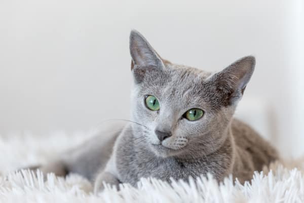 Russian blue cat