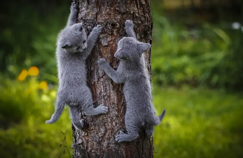 Russian blue kittens