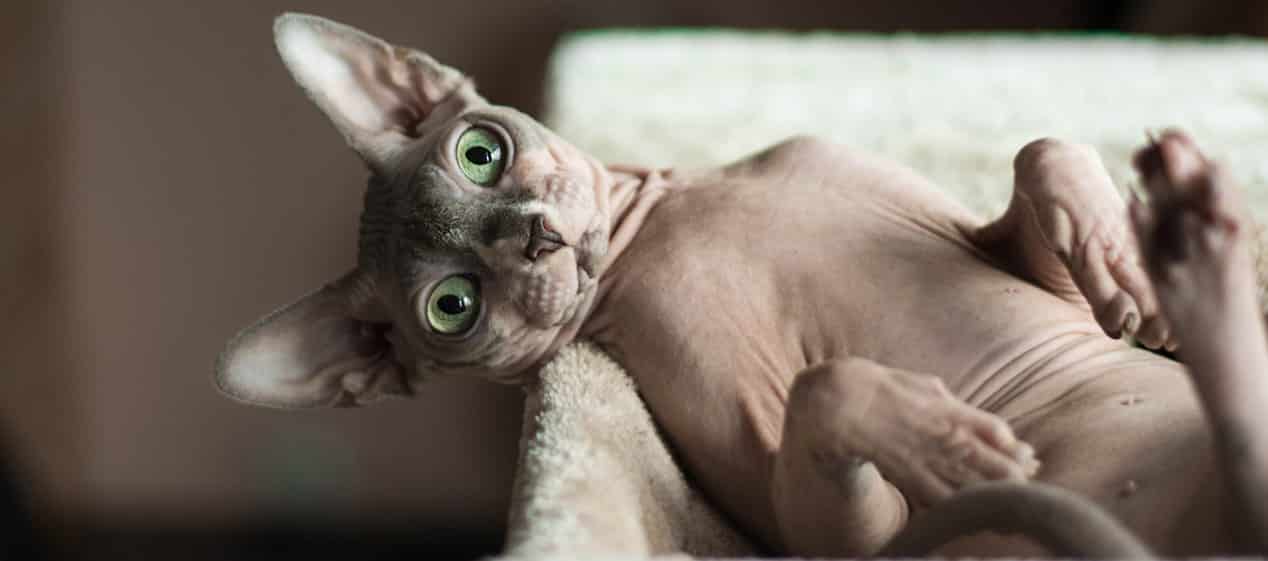 Sphynx kitten