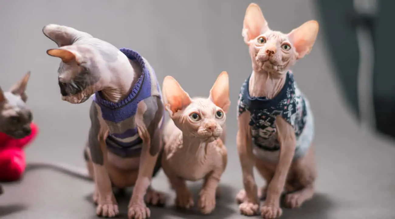 group of sphynx cats