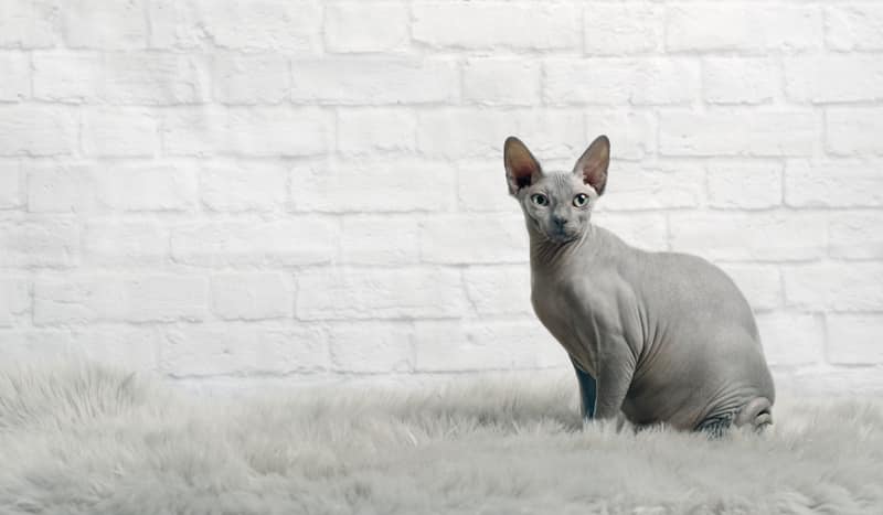 Sphynx cat