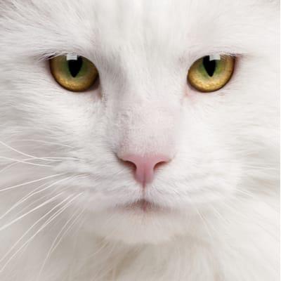 White Cat Breeds