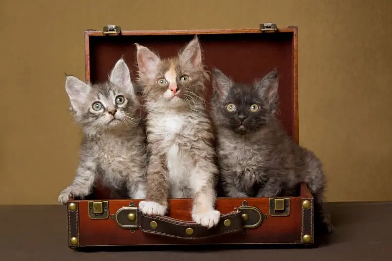 LaPerm cats in suitcase