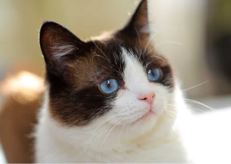 snowshoe cat