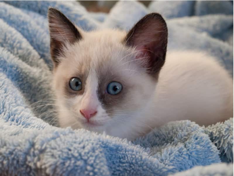 snowshoe cat plush