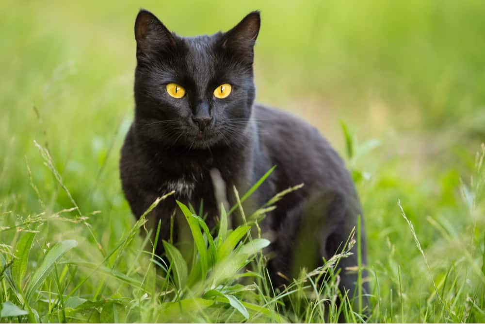 Bombay Cat