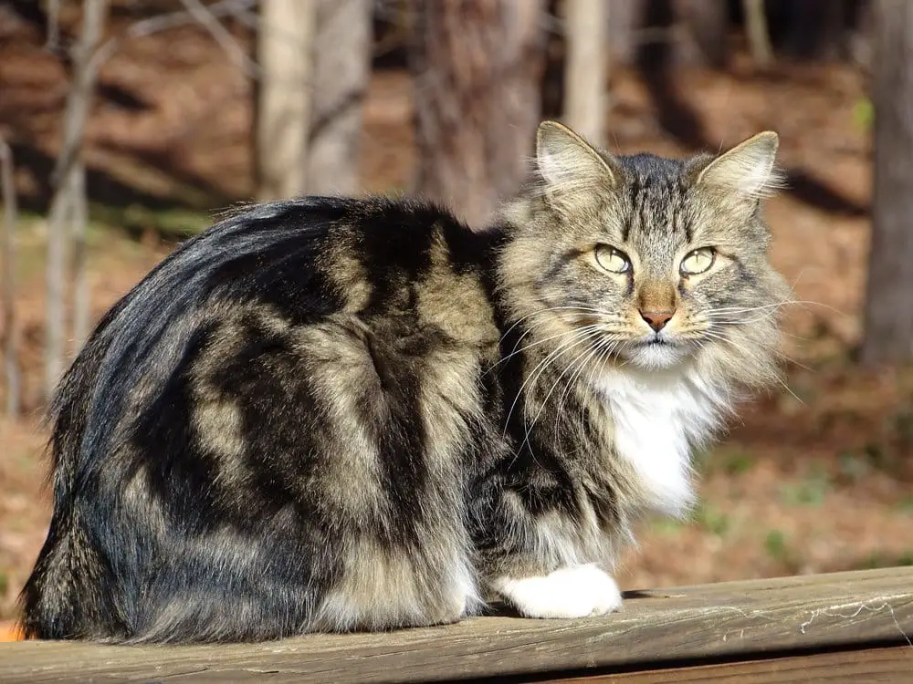 American Bobtail cat breed