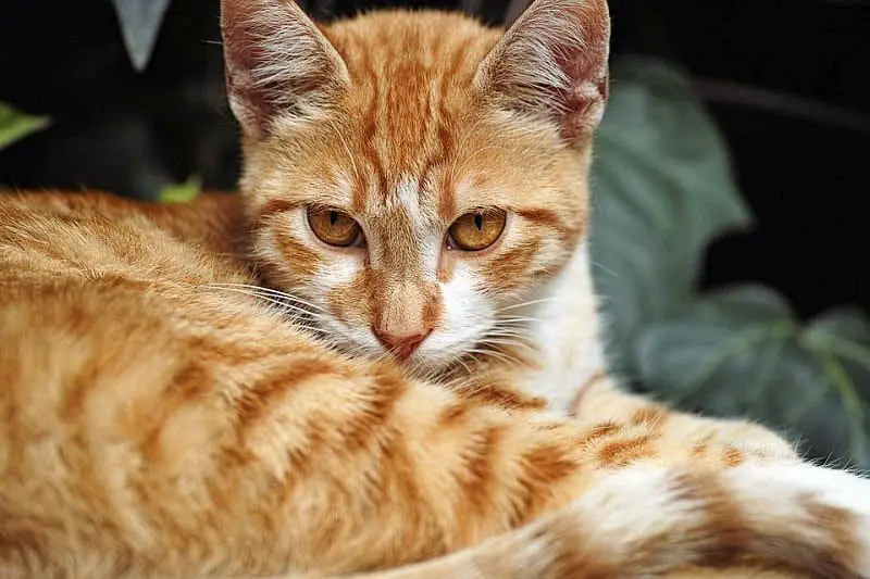 Popular Orange Cat Breeds And Tabby's • Purrfectcatbreeds