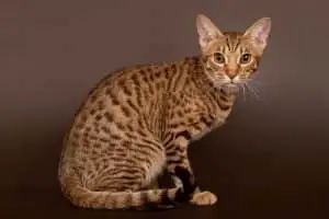 Spotted tabby