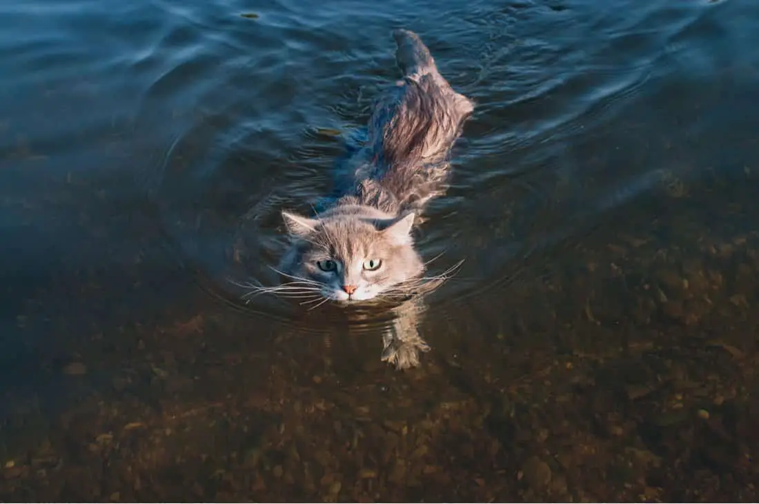 cat swimming