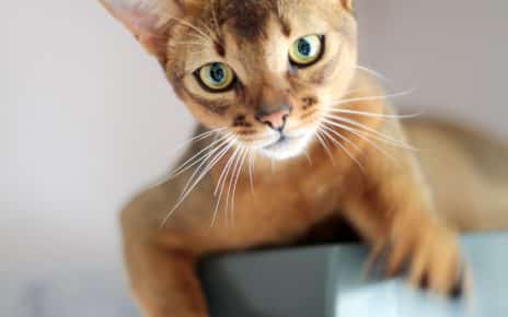 Abyssinian cat