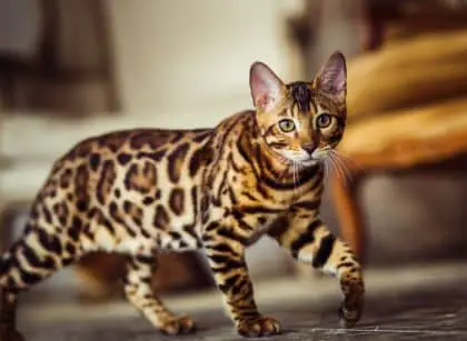 Bengal cat breed standing
