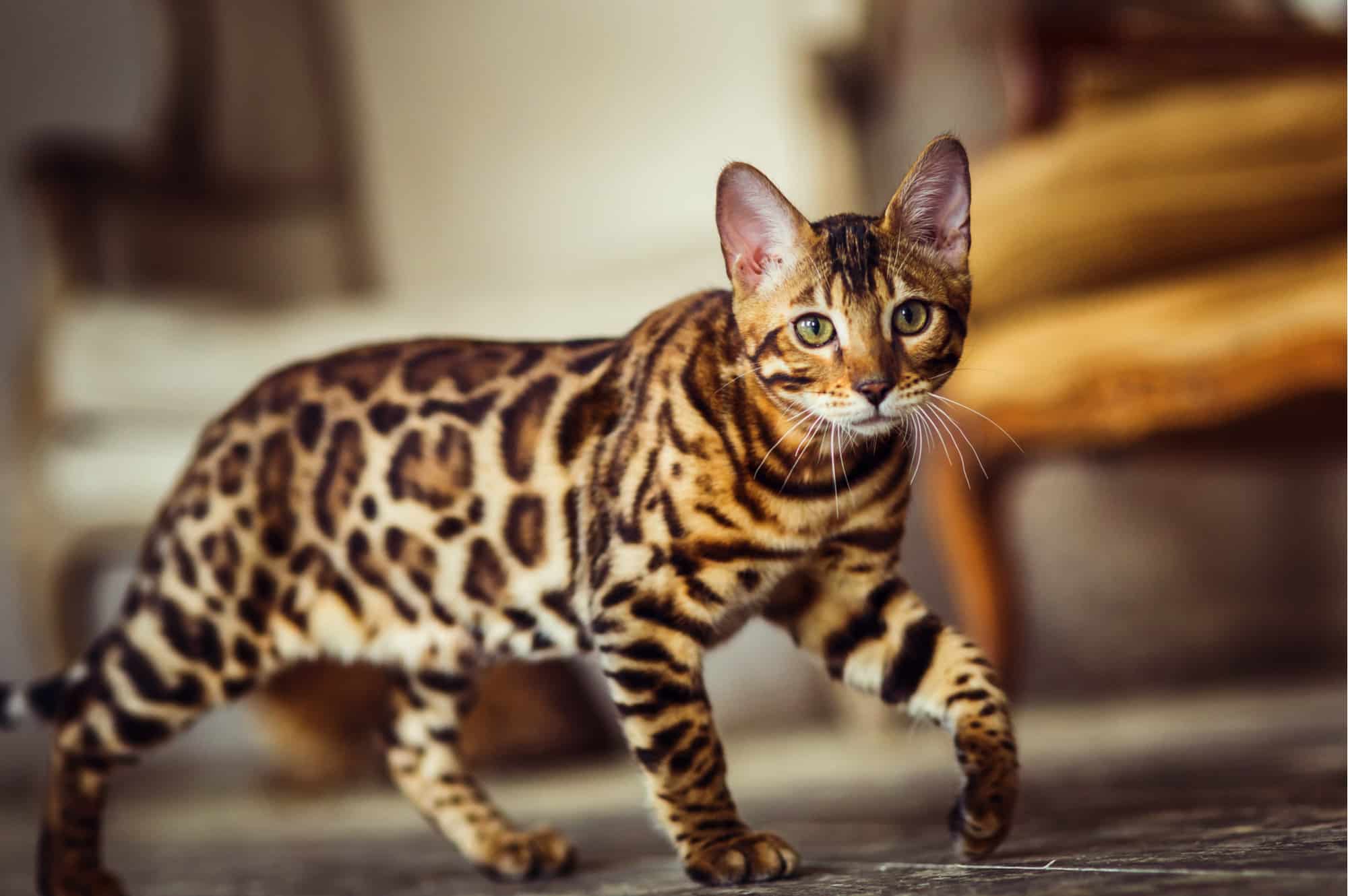 Enchanting Bengal Cat with Mysterious Black Feet - catmags.com