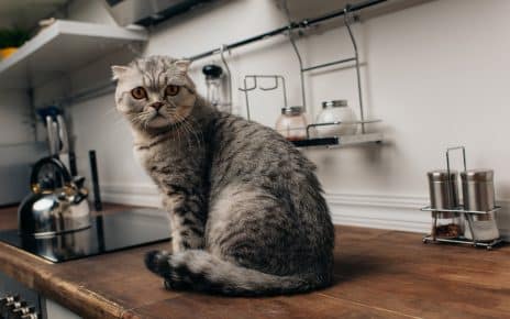 Cat on kitchen counter