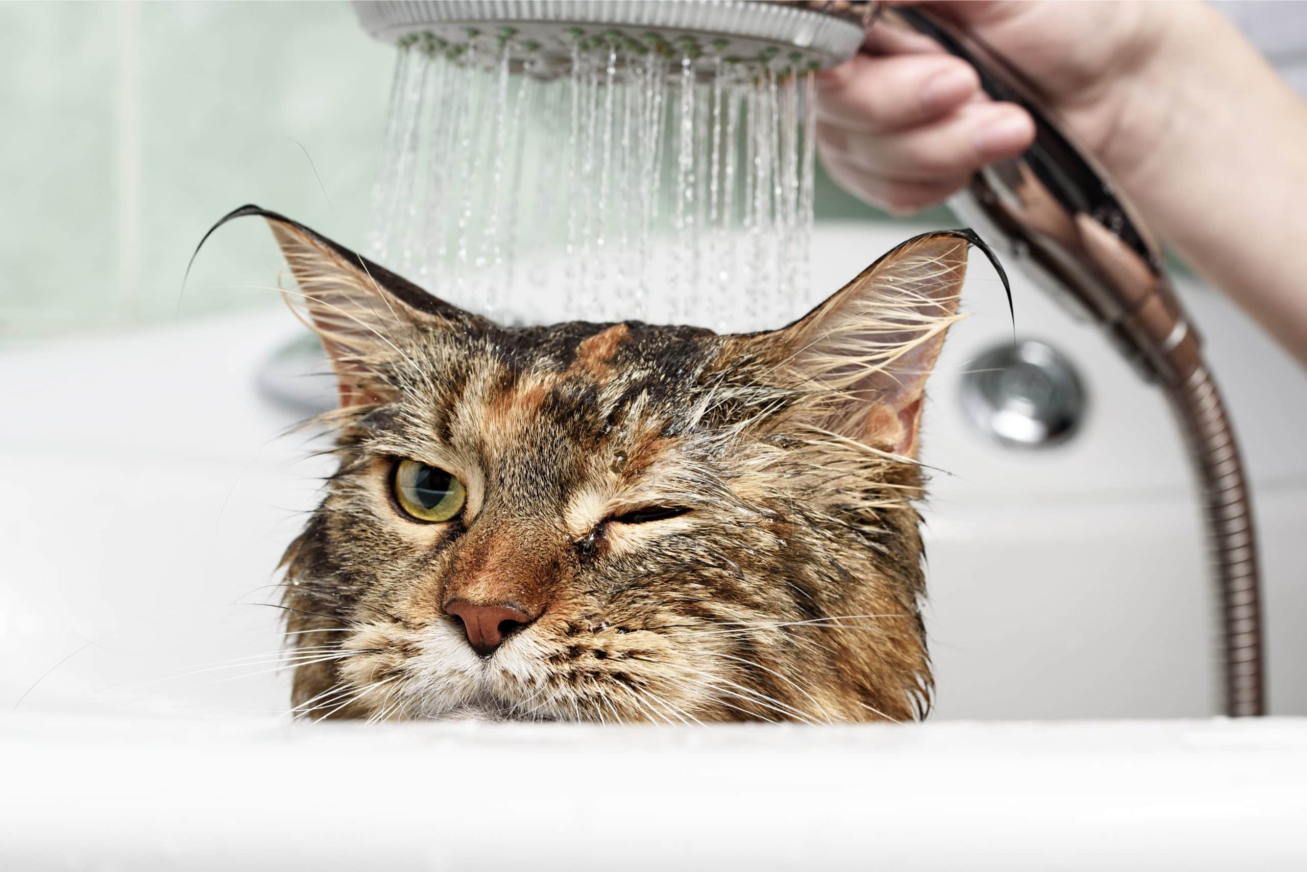 Do Cats Need Baths? • Purrfectcatbreeds