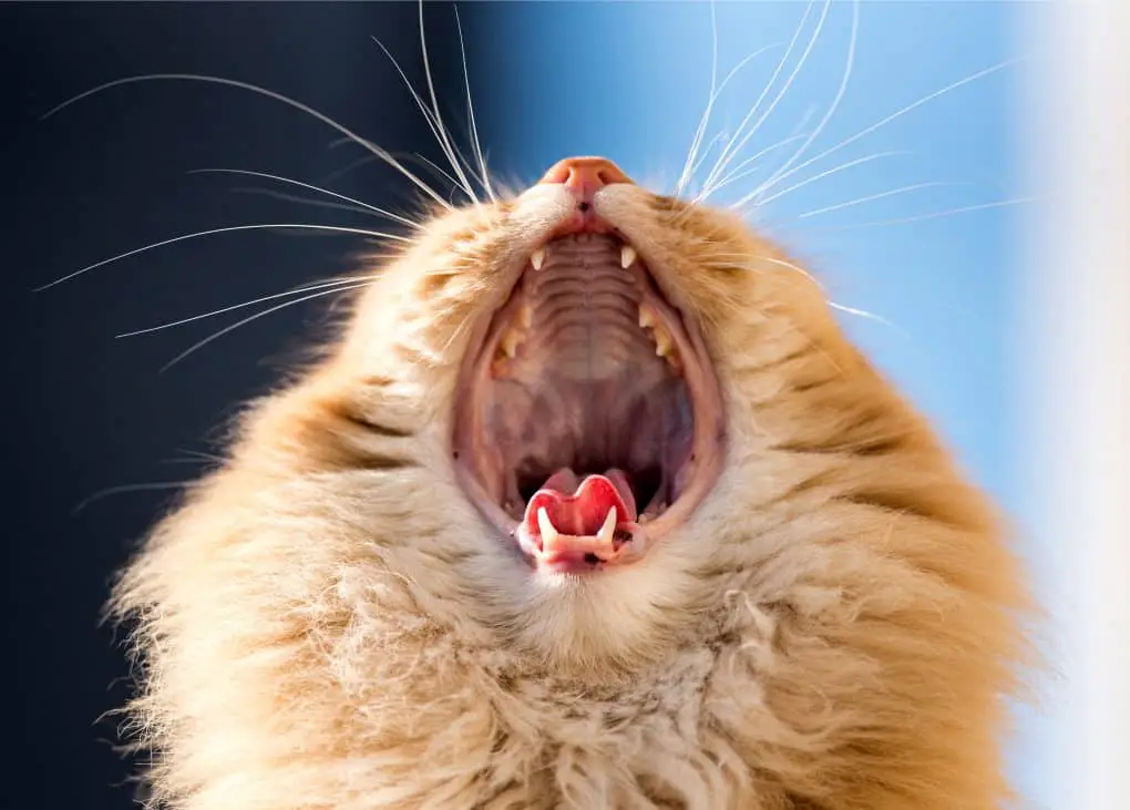 Purrfectcatbreeds A Cat Information Resource.