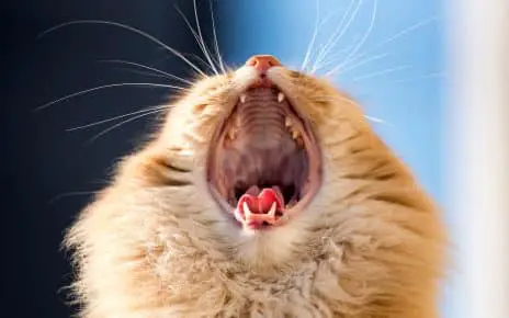 cat being vocal