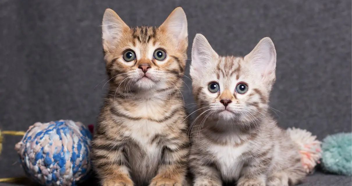 Two dwarf kittens