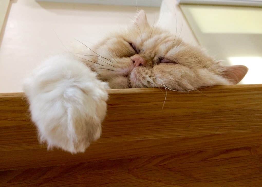 9 Popular Flat Faced Cat Breeds & Health Considerations • Purrfectcatbreeds