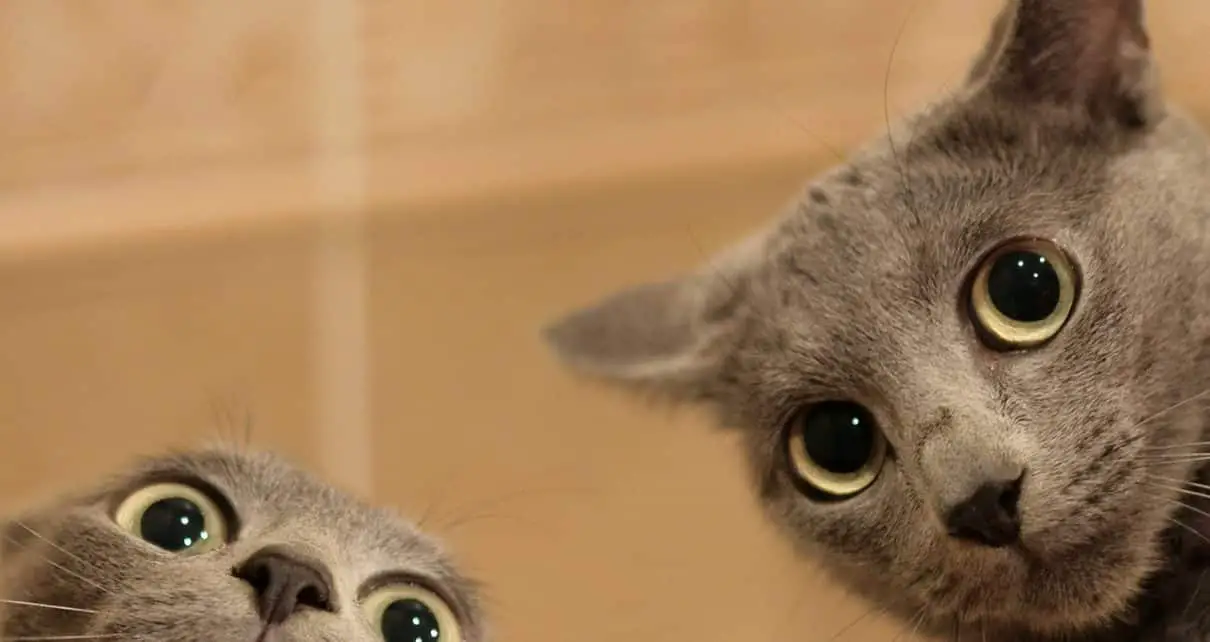 Two grey cats