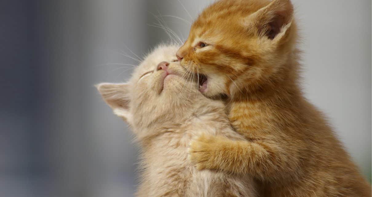 Male and female kittens